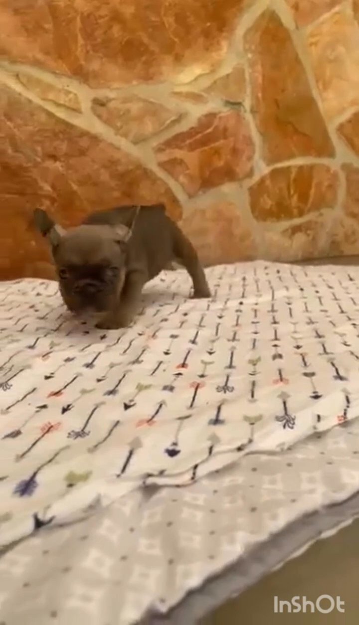 Frenchies/Remy Family Blood line in Albuquerque, New Mexico