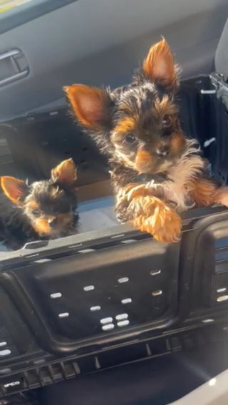 Yorkie in Riverside, California