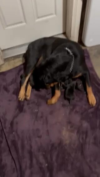 Rottweiler Pups in San Bernardino, California