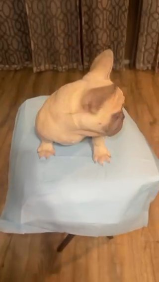 French Bulldog Male Available in Merced, California