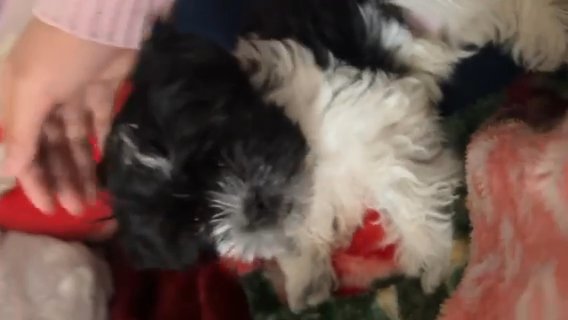 Oreo Malshi  Male Puppy in Chicago, Illinois