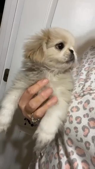 Pekingese in Greensboro, North Carolina