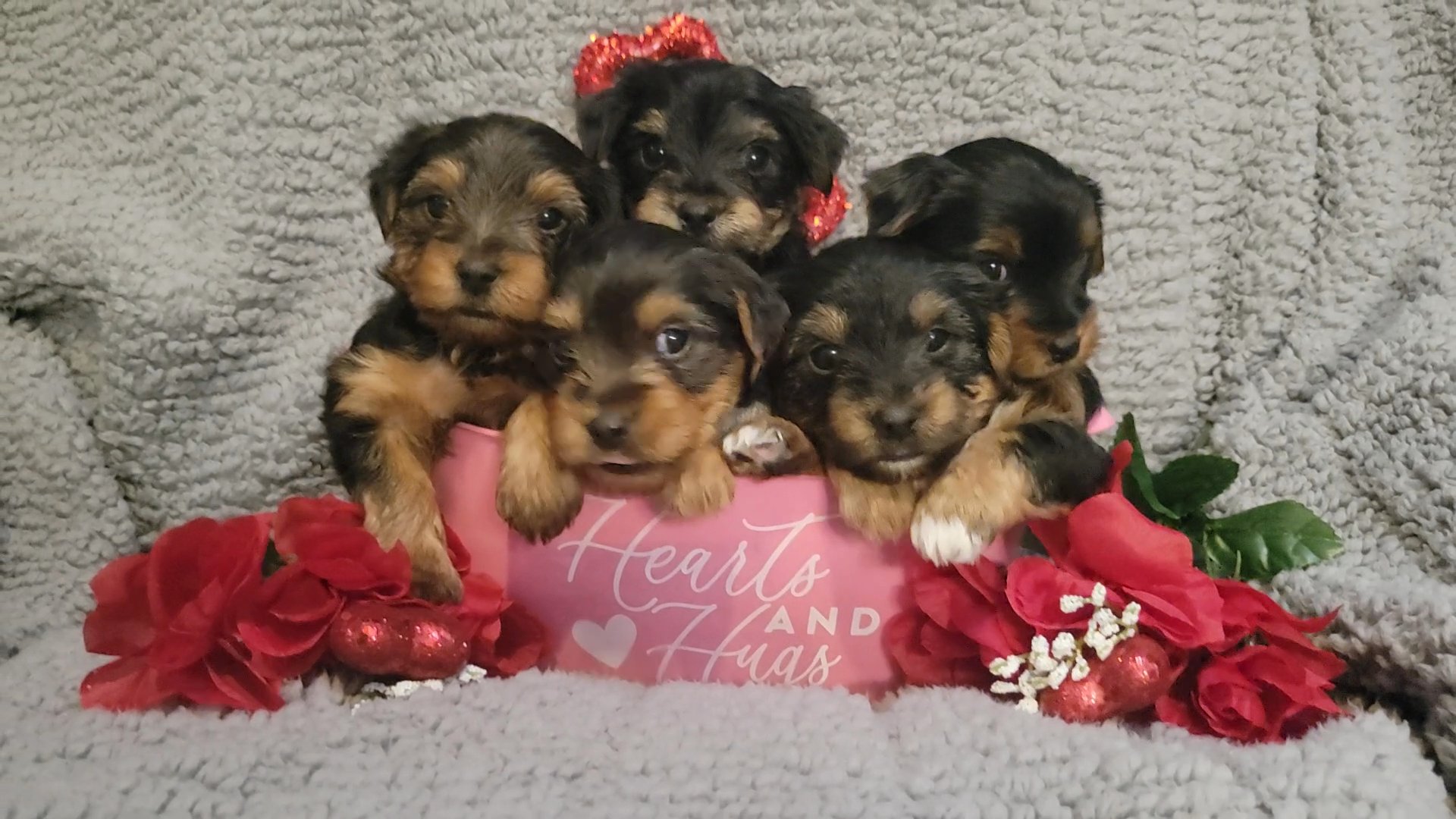 Yorkie red collar boy in Jacksonville, Florida