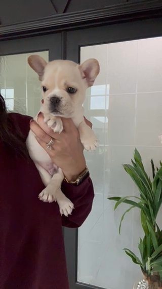 Cream French Bulldog 8 Weeks in Houston, Texas