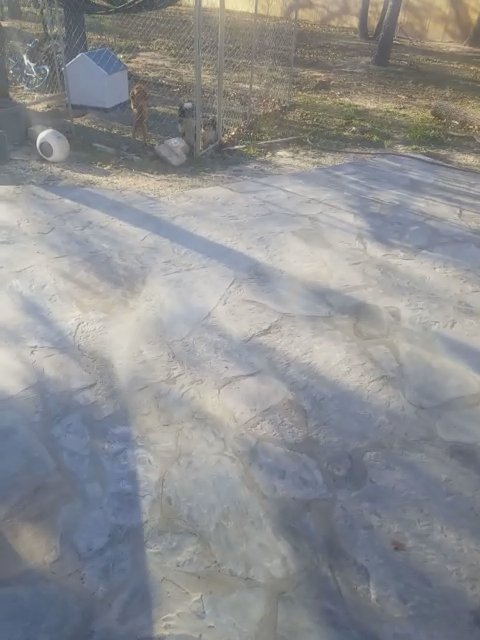 3 male baby Mashipoos in San Antonio, Texas