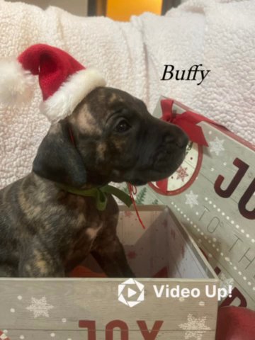 Betty, Bailey, Buffy Need Homes in Spartanburg, South Carolina