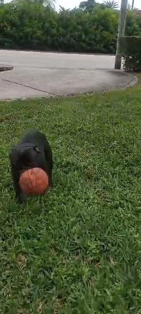 Full Grown GIRL Frenchie in Coral Gables, Florida