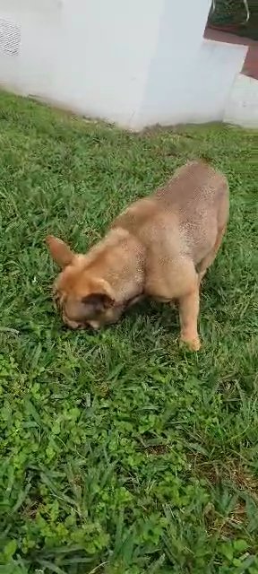 MALE Frenchie Stud Puppy in Coral Gables, Florida