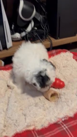 Mini Poodle(parti Male) in York, Pennsylvania