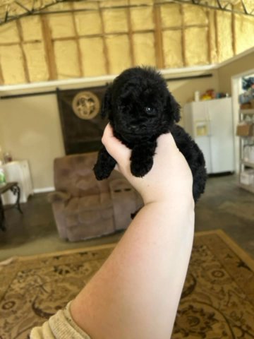 Tiny -akc in Birmingham, Alabama