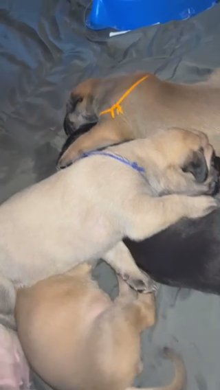 English Daniff Litter in Fort Wayne, Indiana