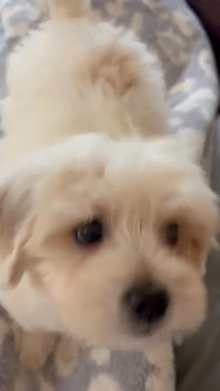 Shipoo Puppies in Chino, California
