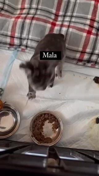 Mala , Our Female 3 Month Old Fluffy Black Merle FRENCH BULLDOG in Chicago, Illinois
