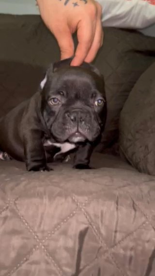 Micro American bullies Of Top Shelf Quality in Chicago, Illinois