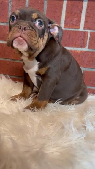 Chocolate Tri English Bulldog in Sugar Land, Texas