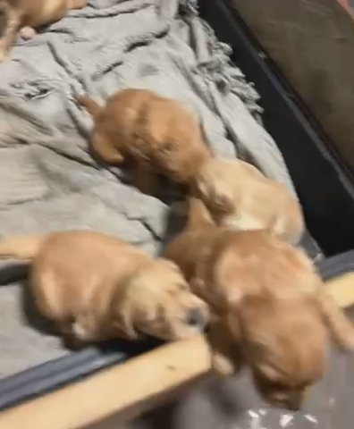 Golden Retrievers in Los Angeles, California