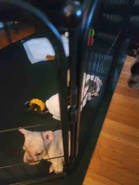 French bulldog puppies available! playtime in Boston, Massachusetts