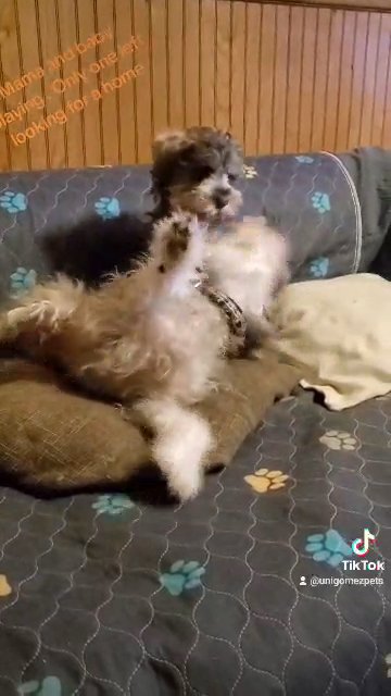 Miniature schnauzer new price in Chicago, Illinois
