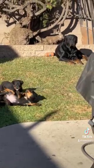 Rottweiler puppys playing in Los Angeles, California