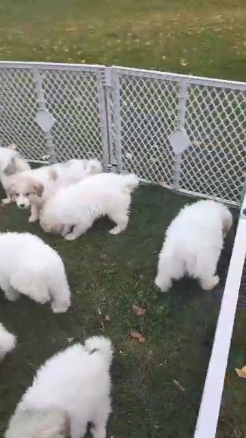 great pyrenees puppies in Oxford (Charter Township), Michigan