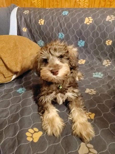 Liver miniature schnauzers new price in Chicago, Illinois