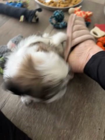 Vicky’s precious paws in Spartanburg, South Carolina