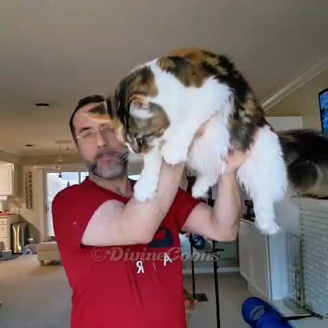 Xlarge pure bred maine coon in Dearborn Heights, Michigan