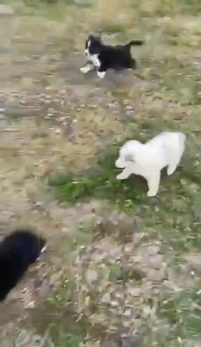 Australian shepherd Puppies in Fort Myers, Florida