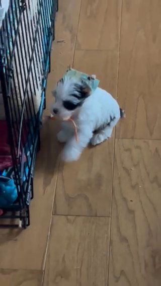 AKC traditional  parti yorkies  6 weeks Great Valentine Gift in Parkersburg, West Virginia