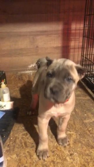 Cane Corso 8 Wks in Clarksville, Tennessee