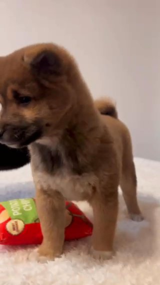 Female Shiba Inu in New York City, New York