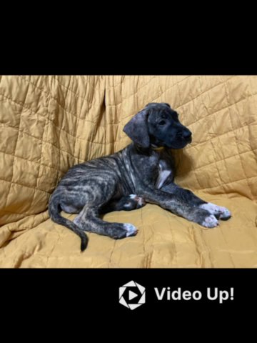 Bailey, Betty, Buffy in Spartanburg, South Carolina