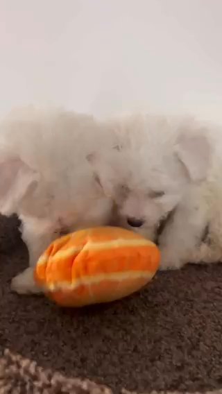 Female Bichon in New York City, New York