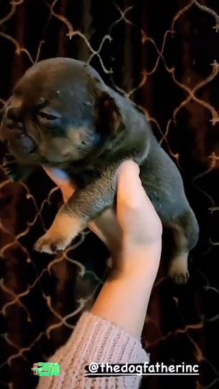 Blue And Tan Frenchie in Ontario, California