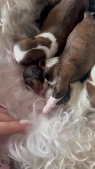Shihtzu Puppy **sold** in Orlando, Florida