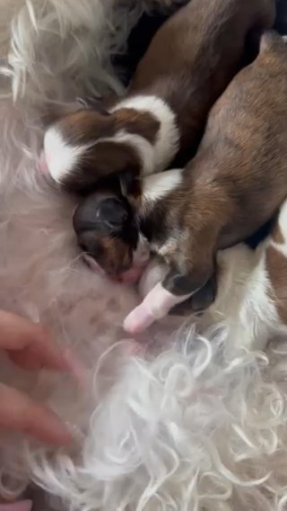 Shihtzu Puppy **sold** in Orlando, Florida