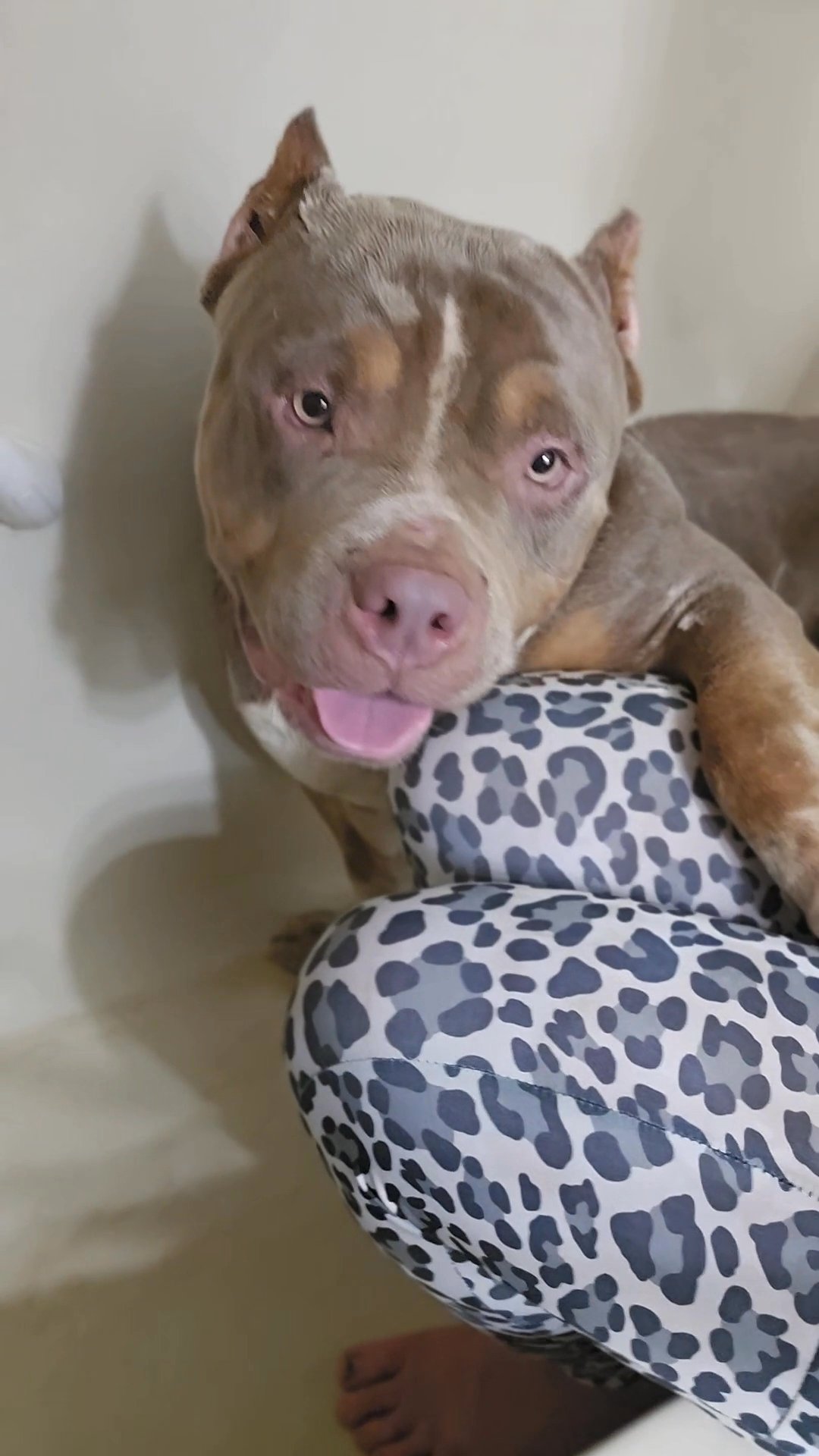 Xl American bully in Queensbury, New York