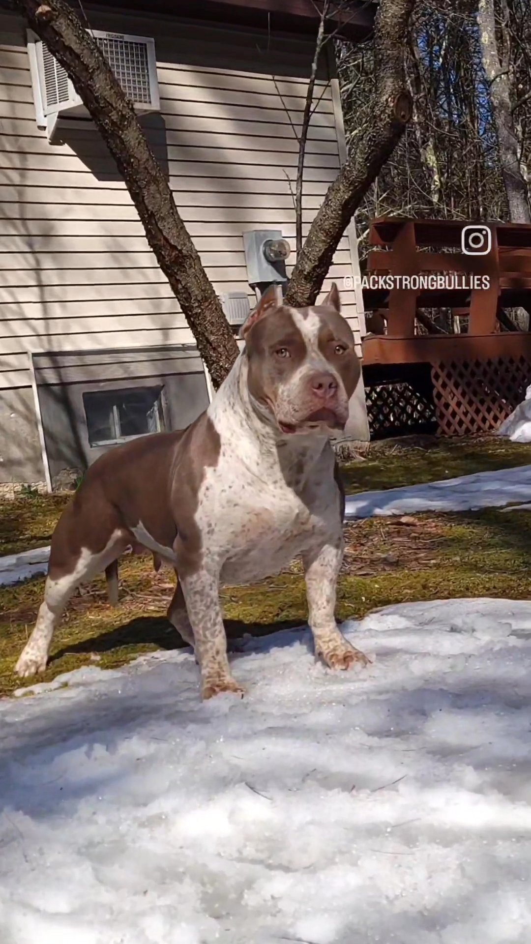 XL American Bully in Queensbury, New York