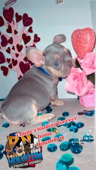 French Bulldogs Boys in Houston, Texas