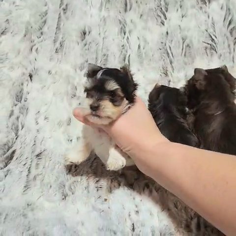 Yorkshire terriers (Chocolate & chocolate parti in Newton, North Carolina