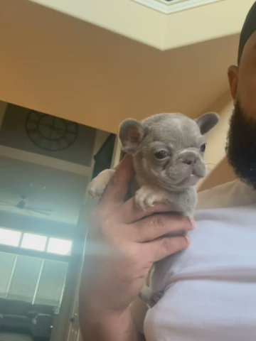 Lilac N Tan Female in Houston, Texas