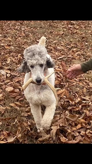 For Sale Merle Standard Poodle in Belleville, Illinois