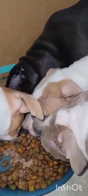 4 Beautiful Mix Pitbull Girl Puppy’s For Rehoming/Adoption in Jersey City, New Jersey