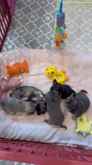 Pete ???blue Chihuahua Puppy in Brooklyn, New York