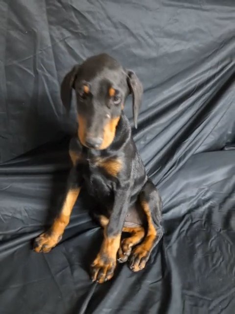 Doberman Pinscher in Albuquerque, New Mexico