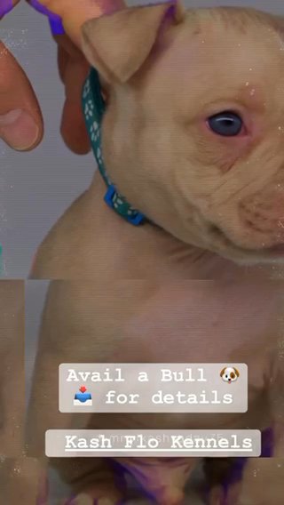 Micro American Bully ABKC in Tacoma, Washington