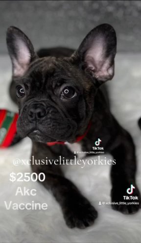 AKC French bulldog in Country Club, Florida