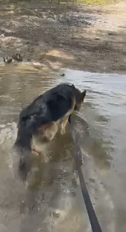 Australian Shepard/shetland Seepdog in Olathe, Kansas