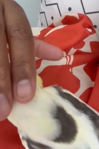 Young Male Cockatiel in Pompano Beach, Florida