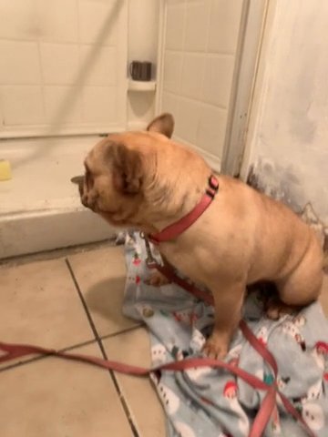 Frenchie in Merced, California